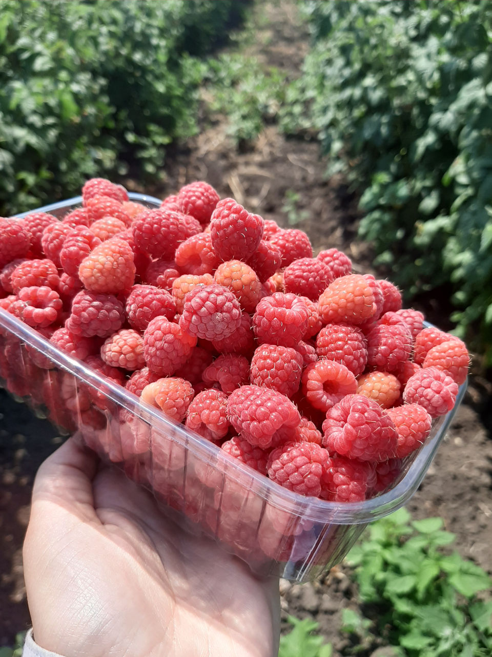 Malină (zmeura)de vinzare