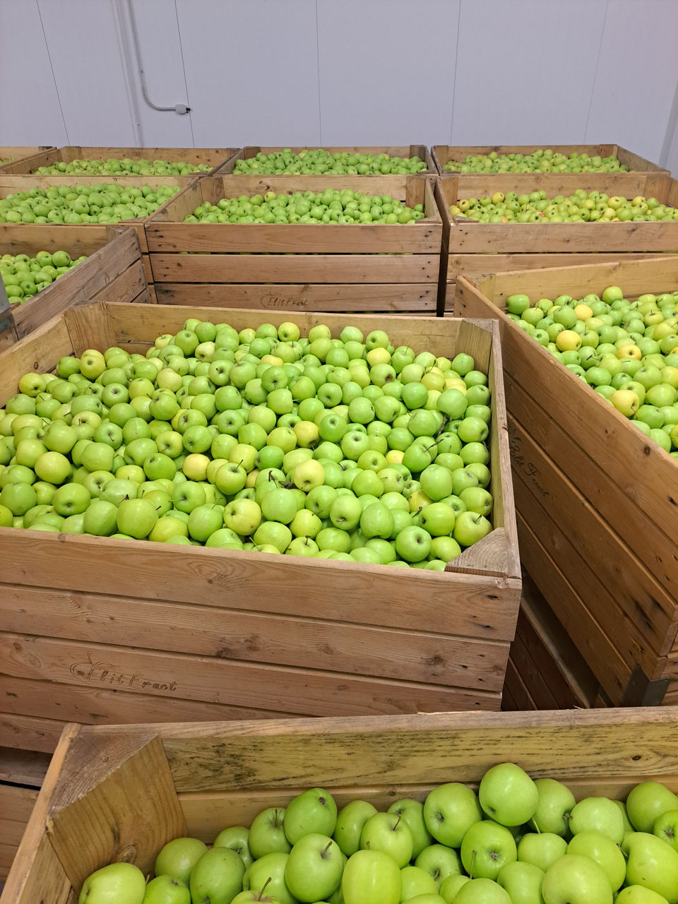 Vind mere golden calibru 60-70